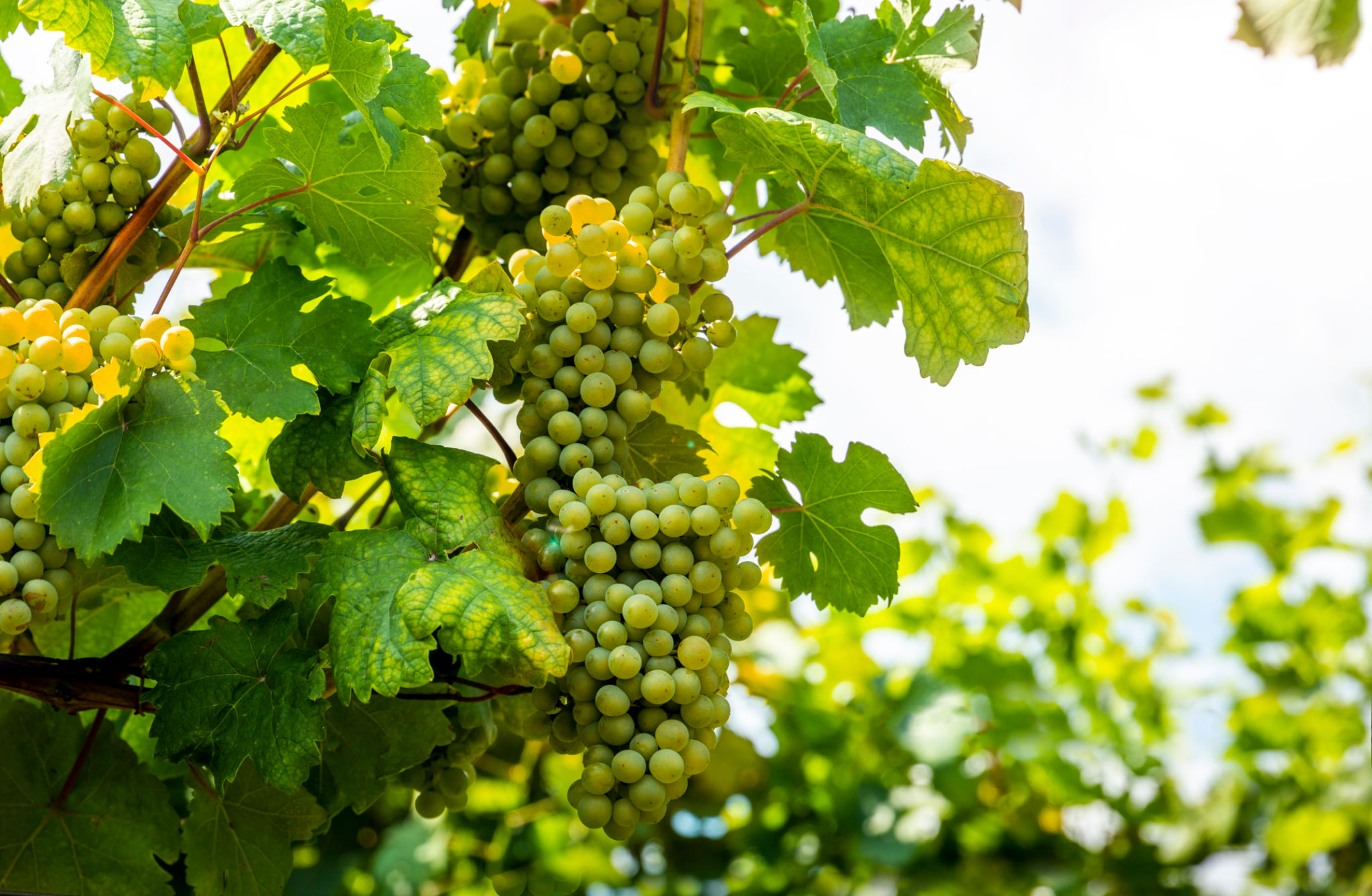 Route Des Vins D’alsace - cung đường rượu vang vùng Alsace (Pháp)