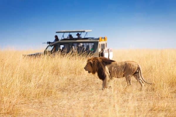 Vì sao du khách ngày càng hứng thú với tour “Thế giới động vật hoang dã” tại Kenya – Tanzania – Nam Phi?