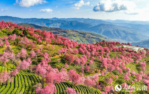 Top 5 địa điểm ngắm hoa anh đào đẹp nhất Vân Nam (Trung Quốc)