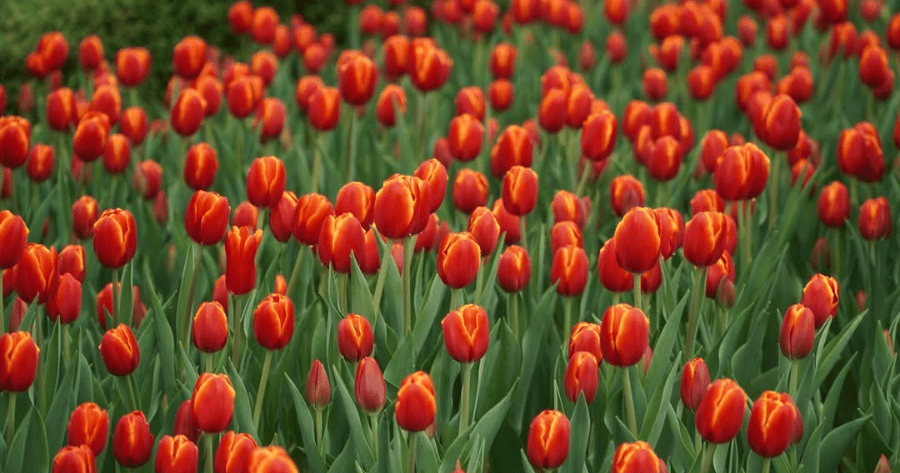 hoa tulip bà nà hills