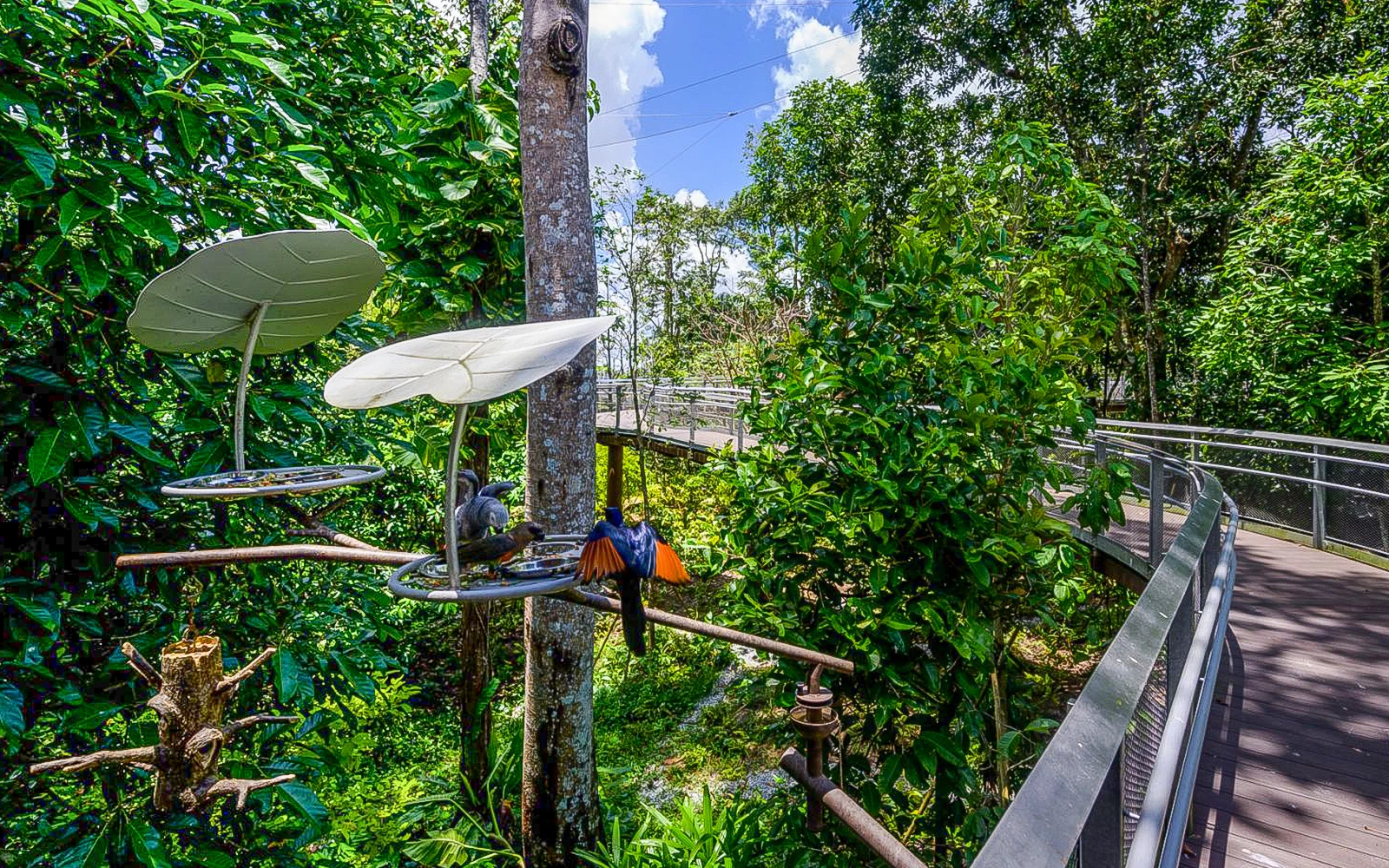 Bird Paradise Singapore
