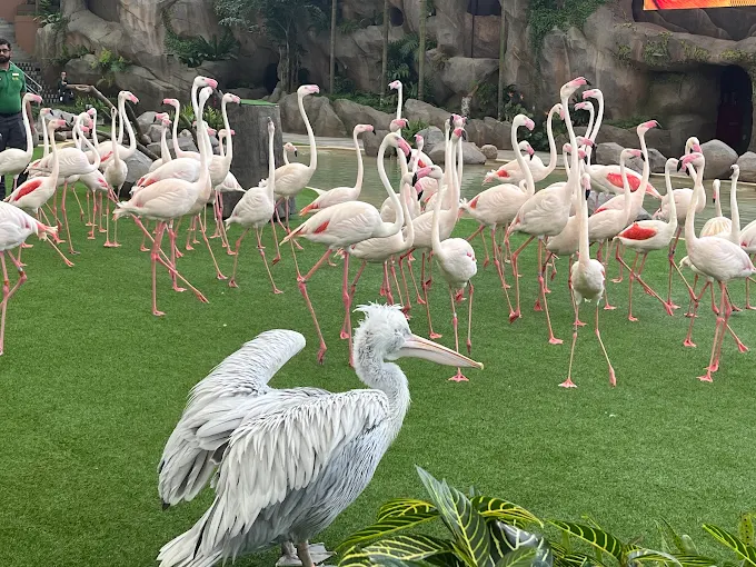 Singapore Zoo – Bird Paradise