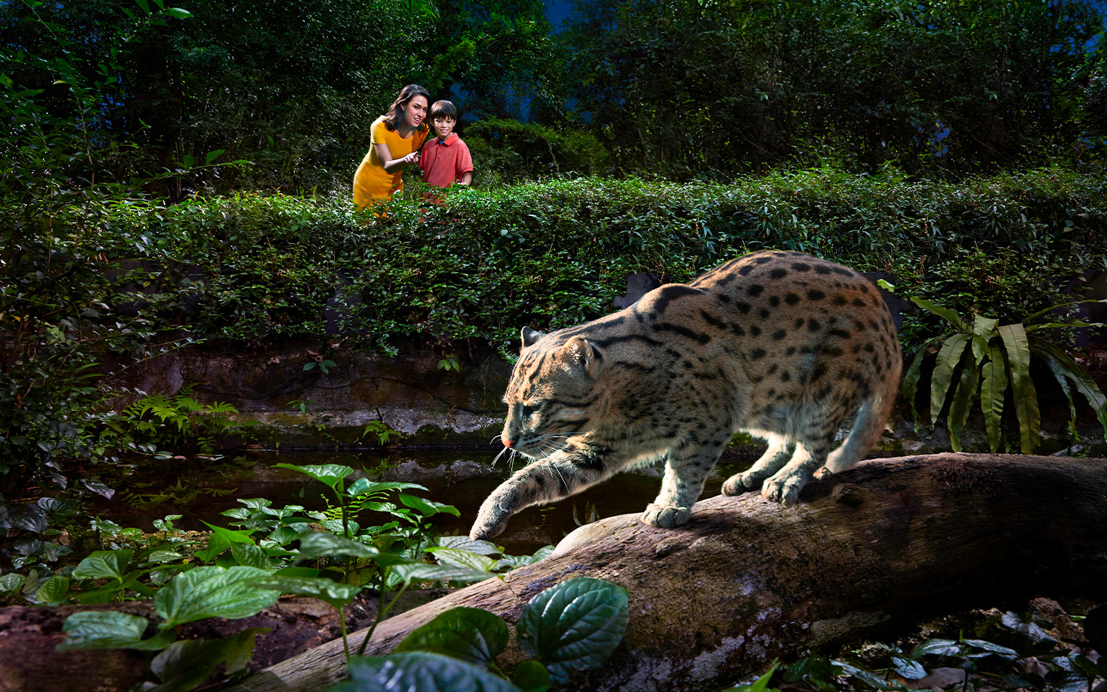 Night Safari,