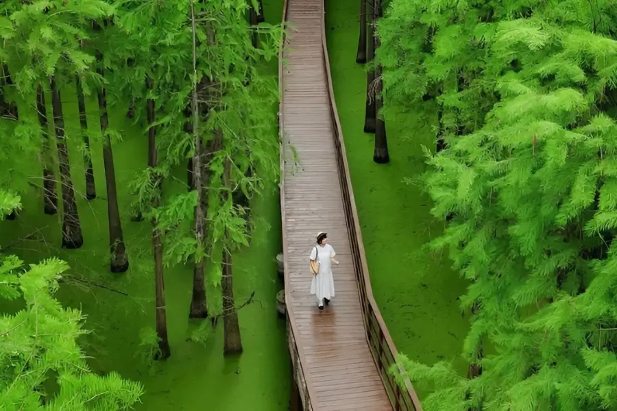 Đầm lầy Thanh Sơn