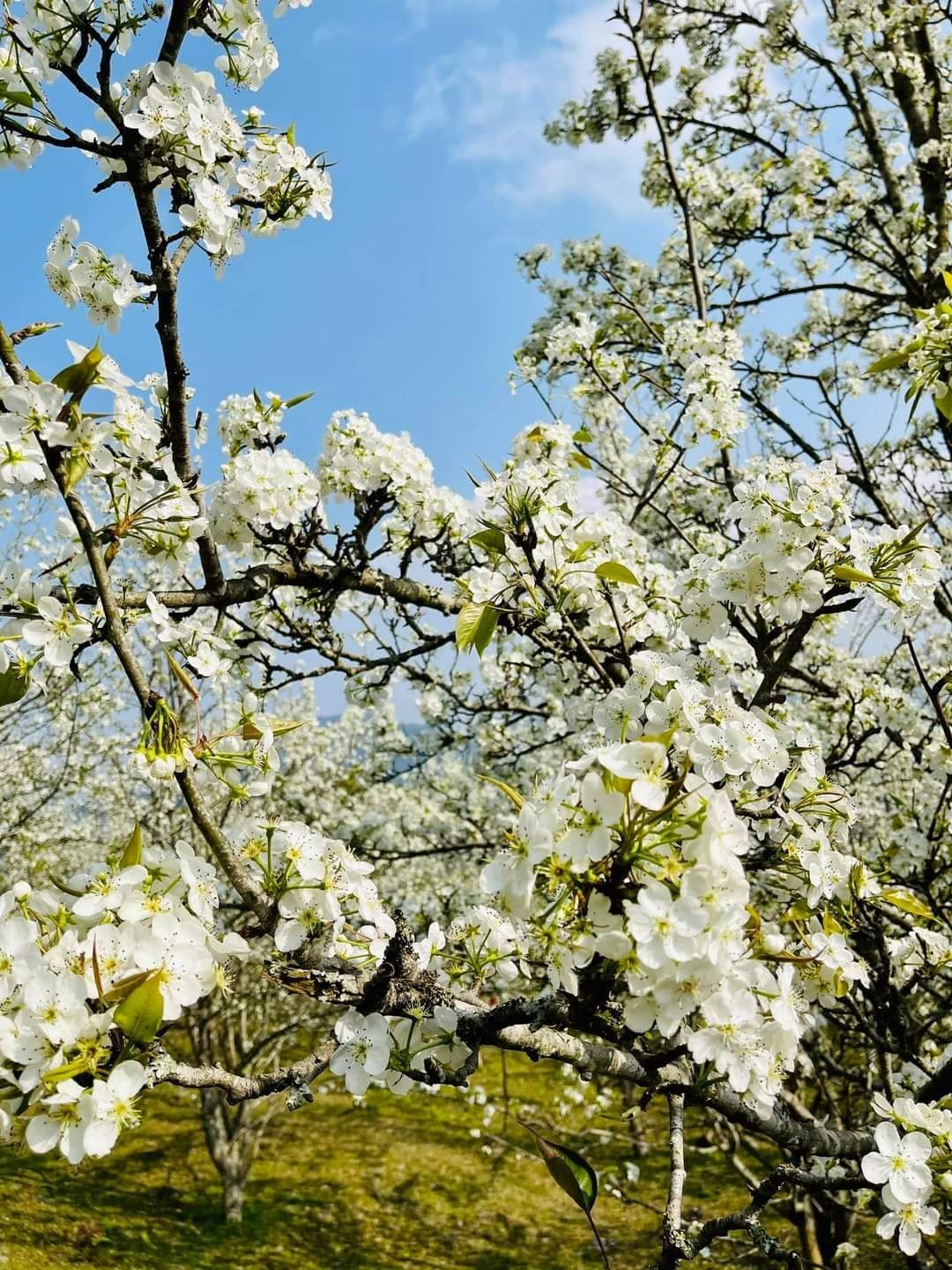 Hoa lê Hồng Thái