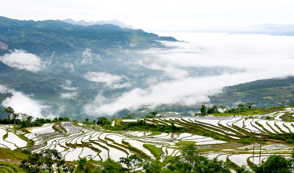 Hồng Thái mùa nước đổ