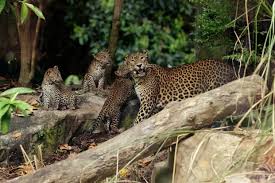 Singapore Zoo
