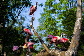Bird Paradise Singapore