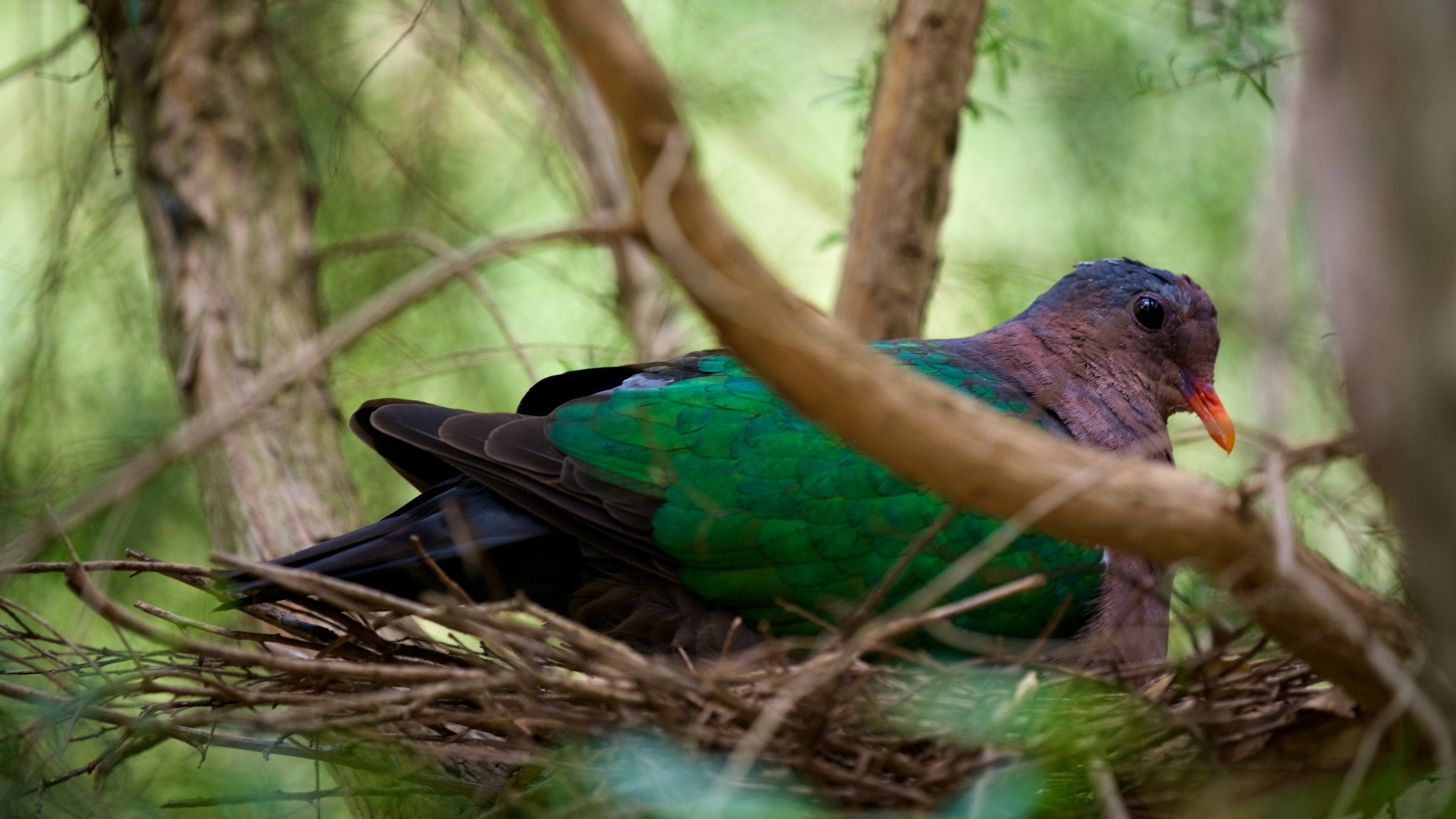 Khu bảo tồn Healesville Sanctuary 1