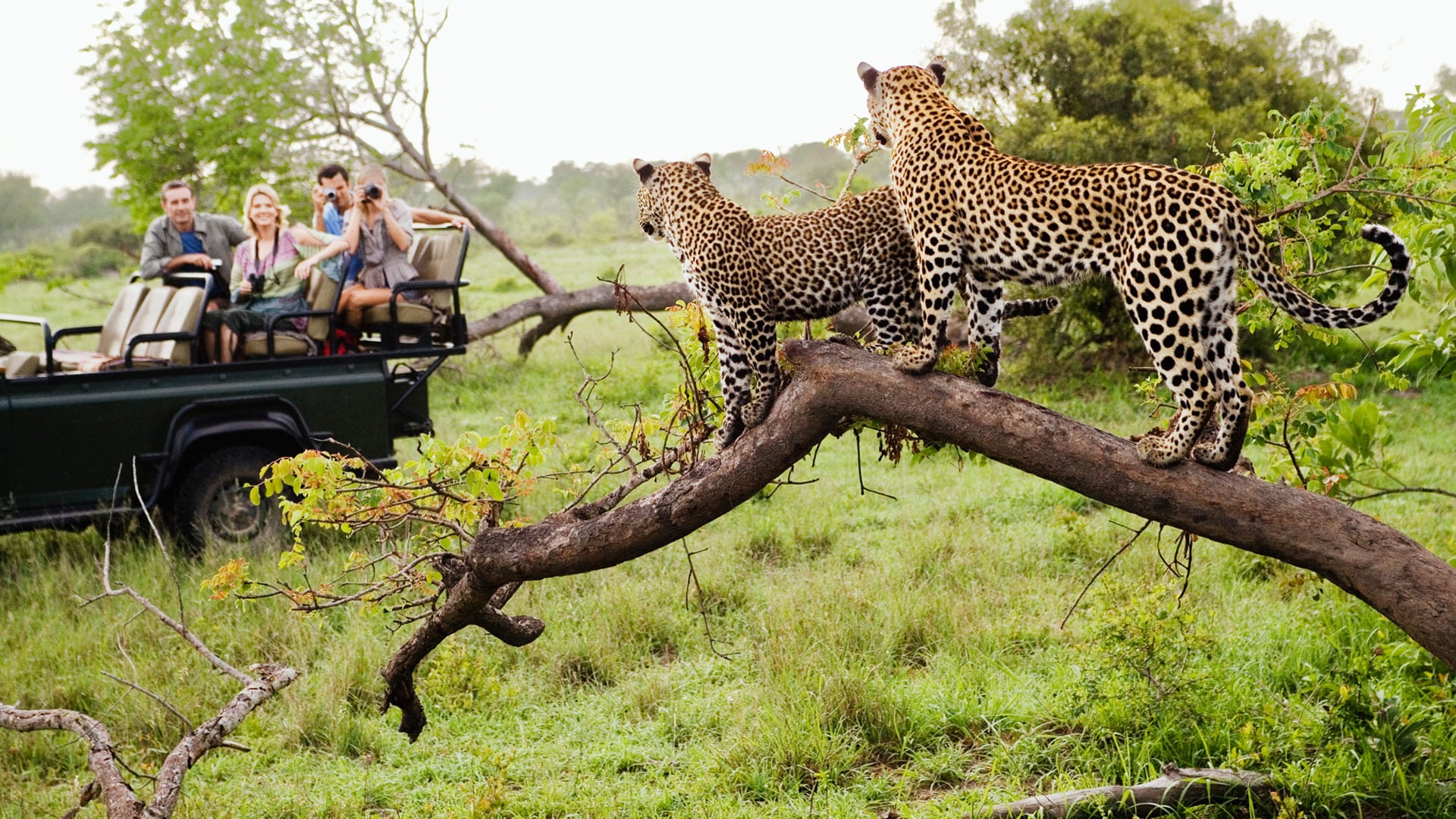 Safari Game Drive