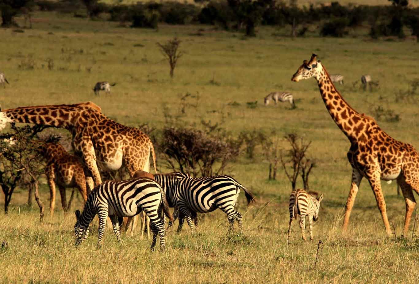 Tour Kenya và Tanzania