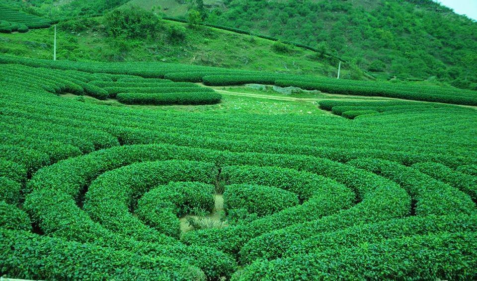 ĐỒI CHÈ MỘC CHÂU