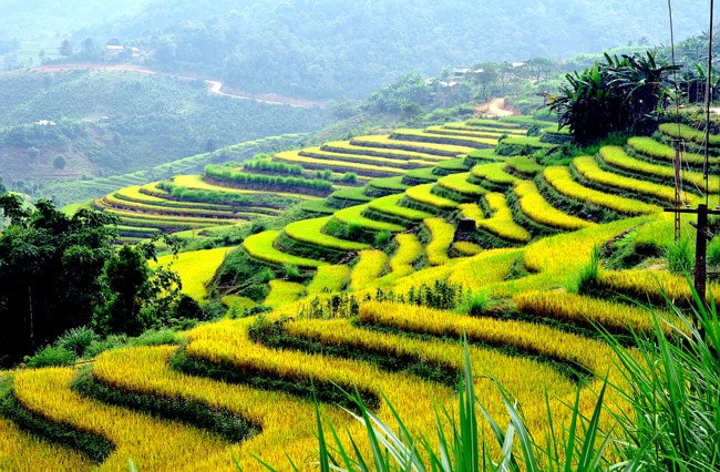 mùa lúa chín Hồng Thái