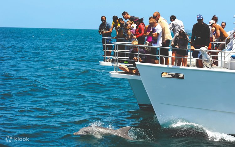 Du thuyền ngắm cá heo Jervis Bay