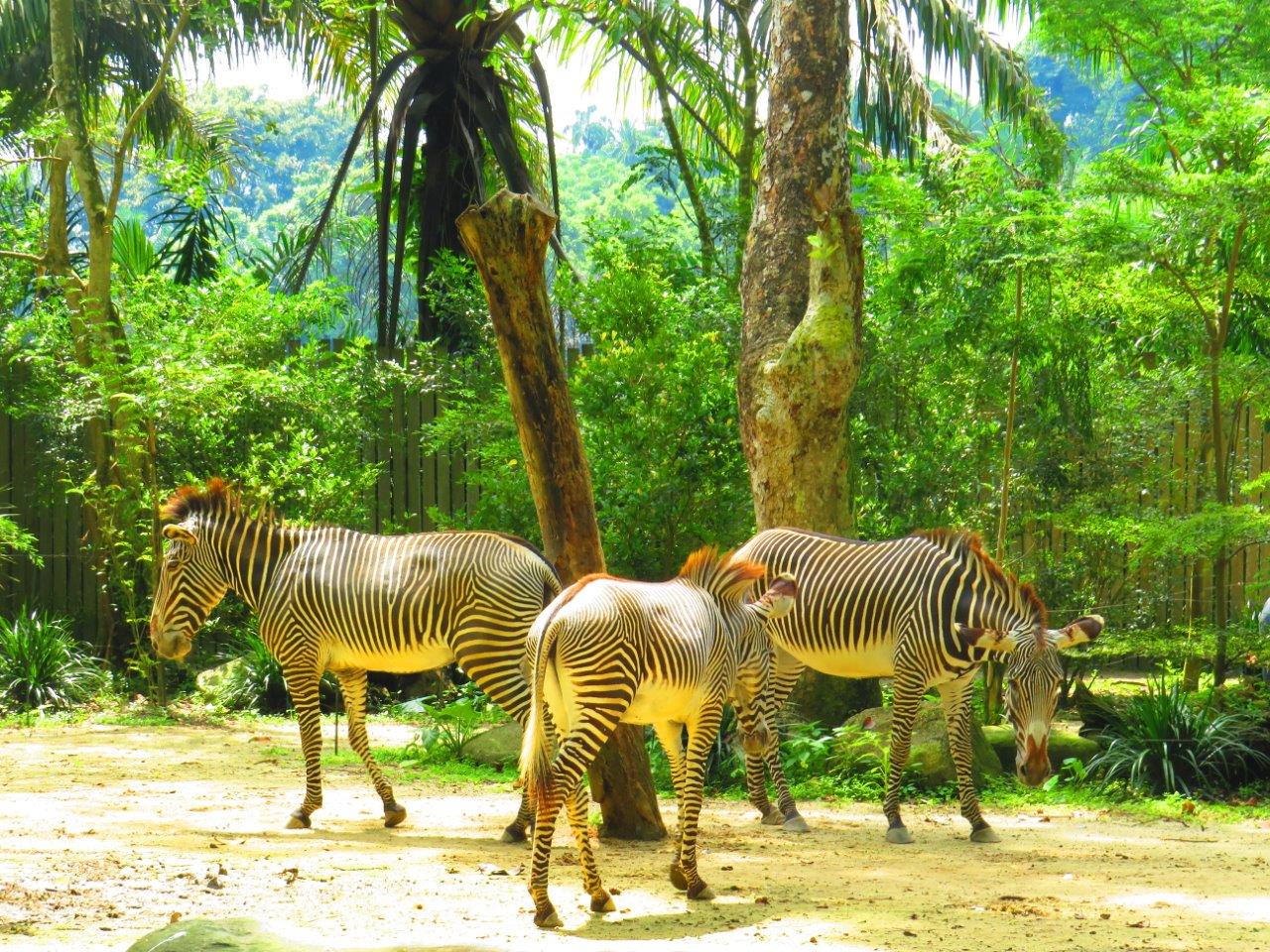 Singapore Zoo