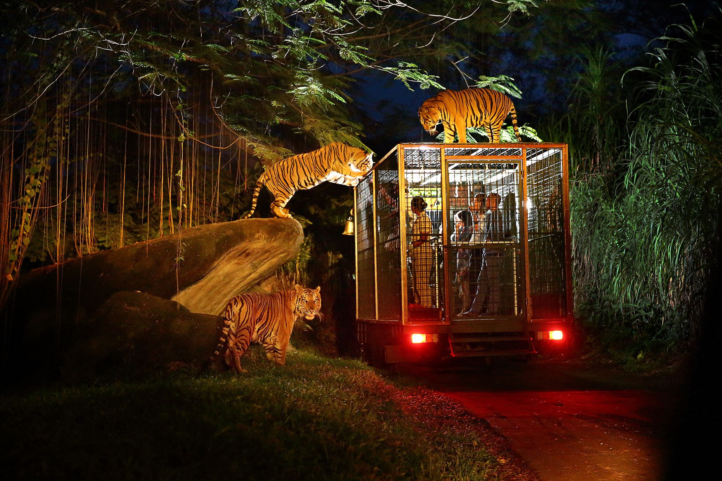 Night Safari,