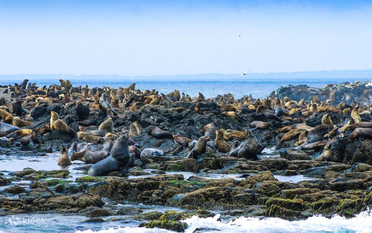 Đảo Seal Rocks