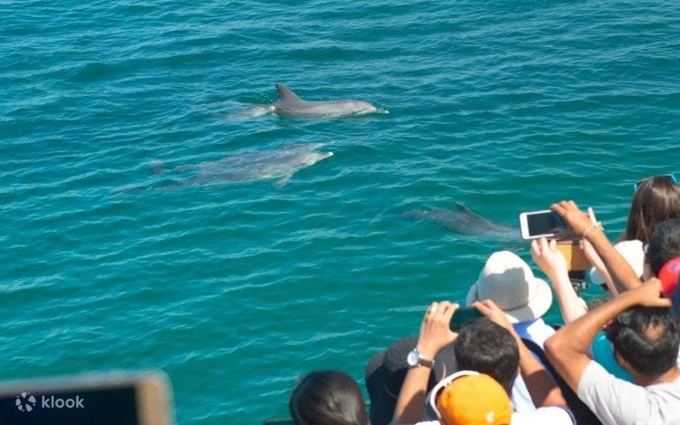 Tour 1 ngày Port Stephens
