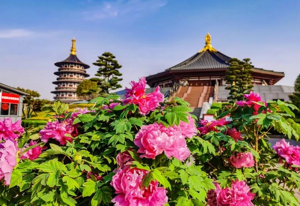 Say Đắm Mùa Hoa Mẫu Đơn Ở Lạc Dương