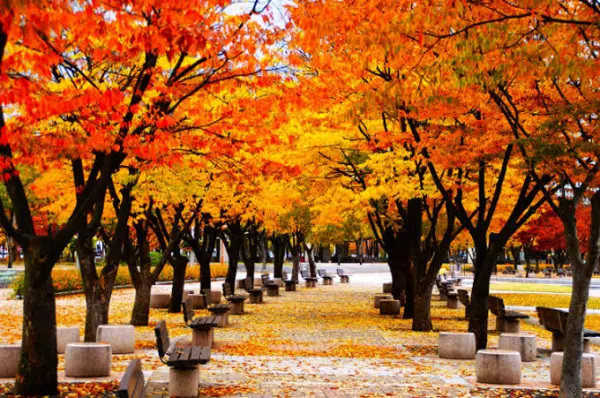 Chạm thu xứ Hàn | Seoul – Nami – Namsan – Everland | 5N4Đ