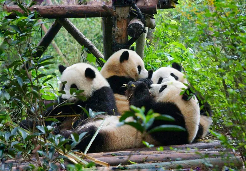 Du Lịch Hè Trùng Khánh Khuyến Mãi: Sở Thú Gấu Trúc – Trải Nghiệm Khánh Du Yến Thượng Hạng