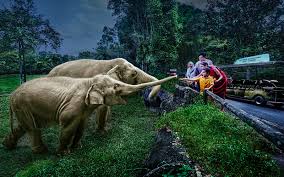 Dạ Tiệc Hoang Dã: Buffet Tối Courtyard & Khám Phá Night Safari Ưu Tiên (4.5h)