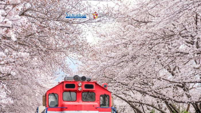 Trải nghiệm tham gia giải chạy marathon dưới tán hoa anh đào